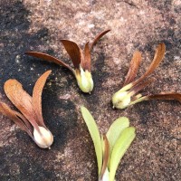 Shorea dyeri Thwaites ex Trimen